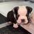Exotic microbullies puppies 1 thumbnail