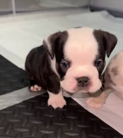 Exotic microbullies puppies 1