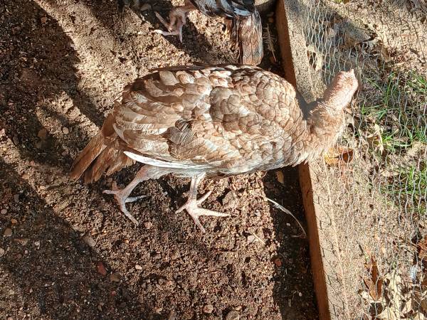 Mixed Hertiage Turkeys 1