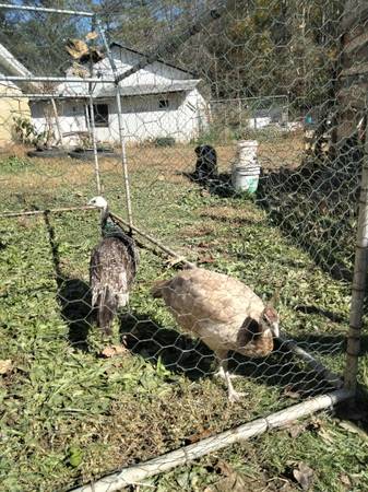 16 week old peachick pair 1
