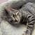 Kittens for adoption 6 thumbnail