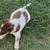 Puppy Australian Shepherd Texas Heeler 2 thumbnail