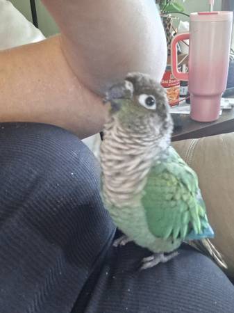 Nugget-Tame Turquoise GCC (South Bend)63936013398531122