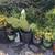 150 Pots of Beautiful Healthy Strong Plants - Jade succulent aloe 2 thumbnail