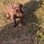 Cane corso 5 thumbnail