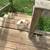 Male chihuahua 2 thumbnail