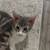 Kitten needs home 1 thumbnail
