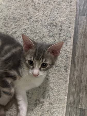 Kitten needs home 1