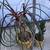 Ponytail palm & Haworthia succulents in 2 matching ceramic pots 2 thumbnail