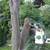Spring Time Tree Removal + Trimming 15 thumbnail