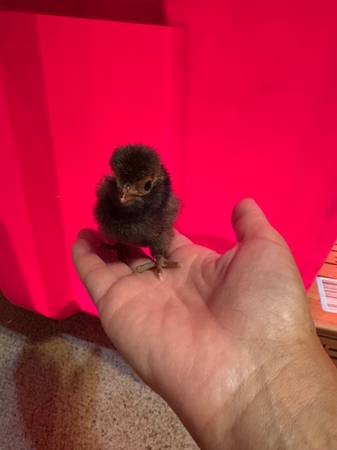 Chicks 🐣 1