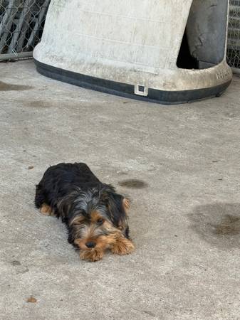 Yorkie terrier 1