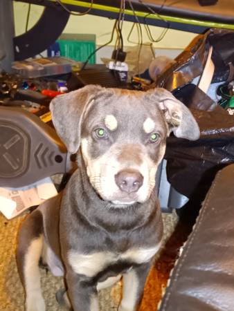 Female Pup 1
