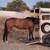 Big Beautiful Mare 8yrs kind as can be 11 thumbnail
