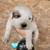 Great Pyrenees LGD Puppies 9 thumbnail