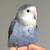 Lovebird 3 thumbnail