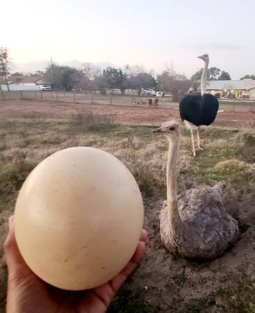 Ostrich egg 1