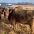 Red, Charolais and red neck bred cows 5 thumbnail
