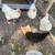 Chickens 3 thumbnail