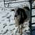 Katahdin Ram 2 thumbnail