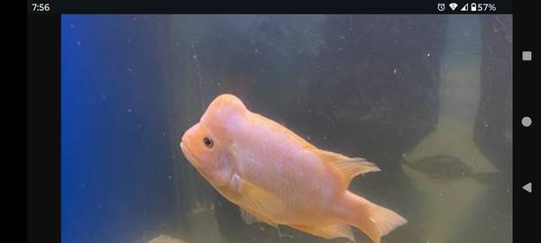 Midas cichlid 1