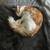 missing white and orange fluffy tabby cat 3 thumbnail