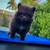 Chocolate pomeranian male 8 thumbnail