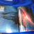 STAR WARS The FORCE AWAKENS! COLLECTOR's Edition Magazine! MINT!! $18. 9 thumbnail