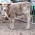 3-year-old white purebred Highland bull. Can go after December 5th 4 thumbnail