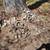 300  3" x 3" granite cube 4 thumbnail