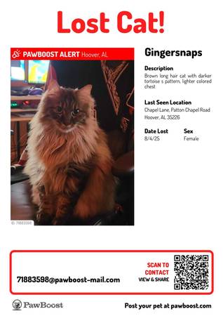 Gato perdido (área de Patton Creek/Chapel Lane, Hoover)63314287775107120