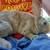 Sweet Rex rabbit bunnies. With or without pedigree 2 thumbnail
