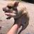 Piglets 5 thumbnail
