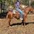 Quarter Pony Mare Trail Rides and Works Cattle - Sally 3 thumbnail