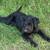 Pups 2 thumbnail