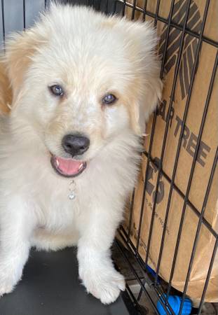 Great Pyrenees pup63978044320899120