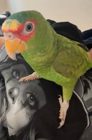 Amazon parrots 1