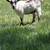 Nigerian Dwarf Goats 8 thumbnail
