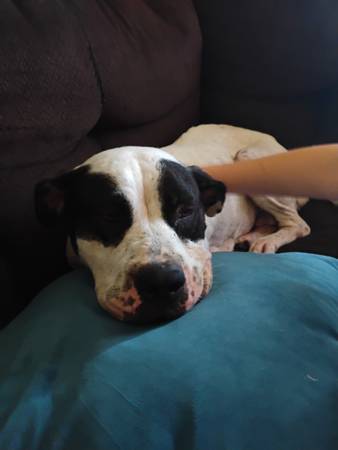 Perra madre abandonada y dos cachorros machos63654750472449122