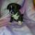 Dogs & puppies needing to rehome 10 thumbnail