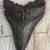 Fossil Shark Tooth Sale Every Day from 1-5pm in Turlock 9 thumbnail