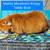 Guinea Pigs 2 thumbnail