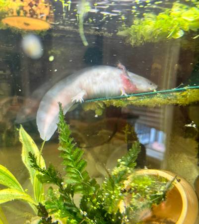 Axolotl hembra leucística sucia63661489855235121