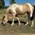 Gypsy/Quarter Cross Filly 2 thumbnail