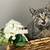 Found Kittens 5 thumbnail