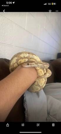 Rehoming snake 1