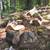 Tree work property clearing STUMP GRINDING, CHIPPING, firewood splitting weed wh 12 thumbnail