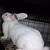 Kentwood,,Herd stock Rabbits, raise your own food. 8 thumbnail