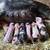 AKKPS Kunekune piglets 1 thumbnail