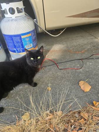 Gato dulce abandonado por su dueño-Gratis63842373920897120